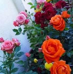 Meet your Posher, Indu gopinathan